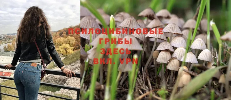 MEGA   Заинск  Галлюциногенные грибы Psilocybine cubensis 